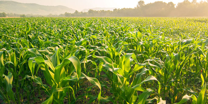 Corn field Corn field