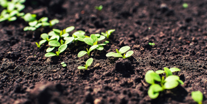 Soil Remediation Soil Remediation