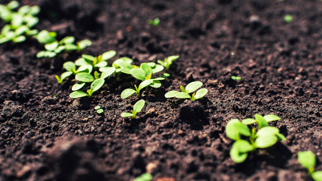 Soil Remediation