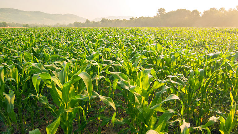 Corn field