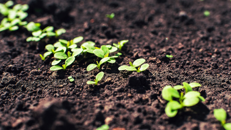 Soil Remediation